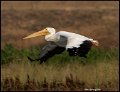 _9SB9974 american white pelican